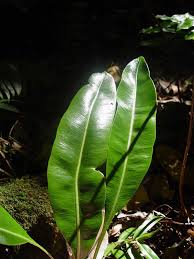 Image result for Elaphoglossum kivuense