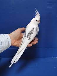 pearl pied whiteface cockatiel cockatiel beautiful birds pet birds