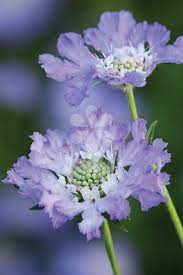 Pin On Cottage Garden