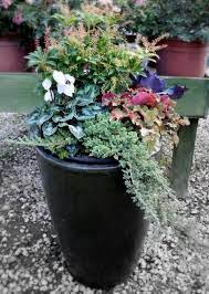 Winter Container Gardening Central Valley Moms Jardinieres D Hiver Pot Jardin Jardiniere