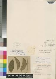 Image result for Zanthoxylum holtzianum