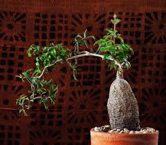 Image result for Cyphostemma montanum