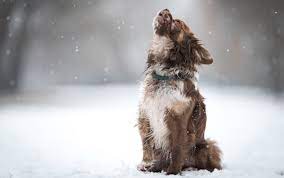 Nine Reasons Dogs Howl And What You Can Do About It All Things Dogs All Things Dogs