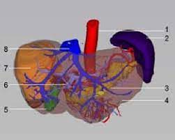 The liver is a roughly triangular organ that extends across the entire abdominal cavity just inferior to the diaphragm. The 3d Visualization Image Of The Liver Model 1 Abdominal Aorta 2 Download Scientific Diagram