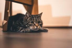 As a pet owner, you can ease your cat's pain by choosing the highest quality cbd products for cats on the market. Jibhwtg U6ziwm