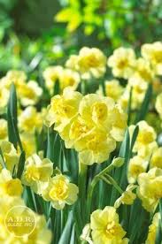 Narcissi Bunch Flowering Yellow Cheerfulness Daffodil Bulb Flowers Daffodils Light Bulb Plant
