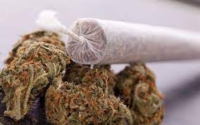 La fai seccare per 4 giorni un test per vedere quanto reggi la canna è: Come Rollare Una Canna Cbdmania It