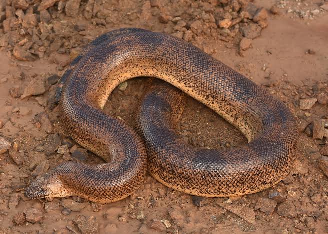 Sistan Sand Boa (Eryx sistanensis)