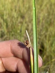 Image result for Schoenoplectus sp.no.3