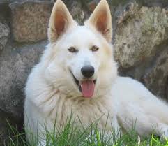 Stunning working line white german shepherd puppies. Chaparral Farm German Shepherd Puppies White German Shepherd Puppies White German Shepherd