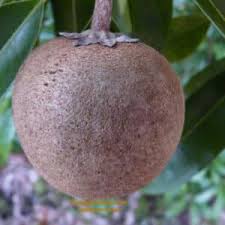 Image result for Macadamia aff. integrifolia