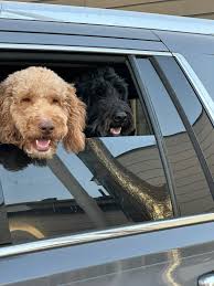 Arlo and Harper!! Arlo is the bed hog!!