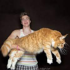 Pin On Animal People Love