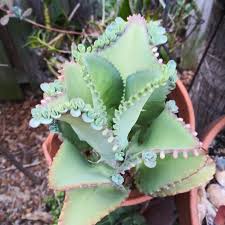 Kalanchoe Daigremontiana Mexican Hat Plant Mother Of Etsy In 2020 Mexican Hat Plant Succulents For Sale Succulents