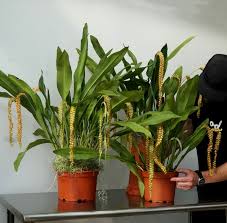 Image result for Chamaeangis