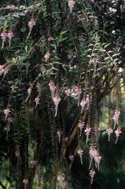 Maybe you would like to learn more about one of these? Buddleia Lindleyana Weeping Butterfly Bush For Sale 25 00 Plant Delights Nursery