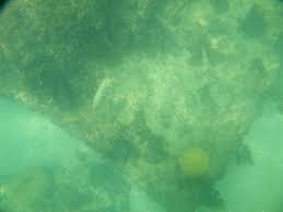 Walk along egmont key's shore, where you will spot many seagulls and turtles during season. Snorkeling In Egmont Key Florida Chirag Mehta Chir Ag