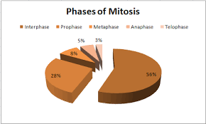 Rienas Science Blog Onion Mitosis Lab