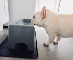 Maybe you would like to learn more about one of these? I Reviewed 9 Dog Bowls To Find The Best For French Bulldogs Where S The Frenchie