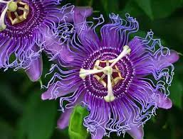 Passion Flower Passiflora Maypop Passion Flower Flowering Vines Purple Passion Flower