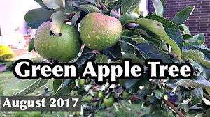 The following types bloom early: Planting Apple Tree In Containers 2017 Youtube