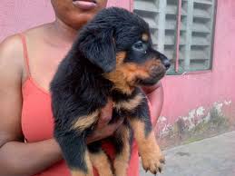 Find your new companion at nextdaypets.com. Rottweiler Puppy For Sale In Lagos