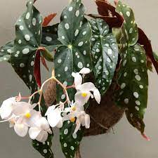 Tercantik, bunga hias plastik terbaru, bunga hias dinding, bunga hias hidup, bunga hias bunga hias jl. Jual Tanaman Hias Hidup Tanaman Indoor Begonia Polkadot Kota Depok Gardener Landscape Tokopedia