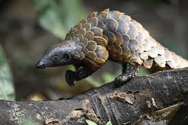 We did not find results for: The Pangolin Crisis Fund Hope For Pangolins Wildlife Conservation Network