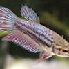 12 types of betta fish.betta fish are well known for their beautiful tails & fins. 1