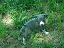 Mini italian greyhound pups for sale in jefferson, ohio $475 share it or review it beautiful, sweet, loving little mini italian greyhound female pups now available. Italian Greyhound Puppies In Arkansas