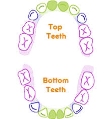 Know Your Teeth Evansville Pediatric Dentistry