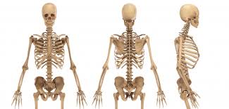 The heart muscle, smooth muscles, and skeletal muscles. Hiv And Your Bones Poz