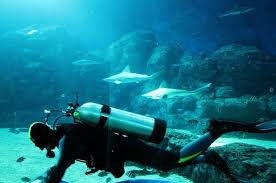 Image result for Diving in Phuket