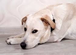 We are strong advocates of communication and will partner with you to solve your pet's health. Emergency Vet In Lubbock Tx Veterinary Clinic Of Lubbock