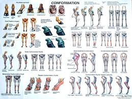Horse Conformation Chart Horses Horse Anatomy Horse Care