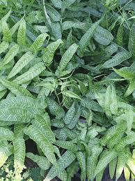 Image result for Coniogramme africana