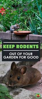 We did not find results for: Rat Proof Garden How To Get Rid Of Rodents In Garden Spaces Epic Gardening Lawn Pests Organic Gardening Tips Garden Pests