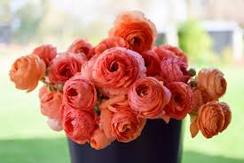 Image result for Ranunculus stagnalis