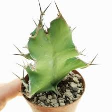 Image result for Euphorbia halipedicola