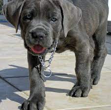 Tank The Cane Corso Cane Corso Cane Corso Dog Cane Corso Puppies