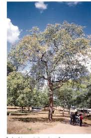 Image result for Oldfieldia dactylophylla