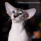 Oriental Shorthair Cat Breed - Complete Description ...