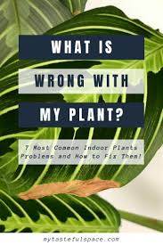 7 Most Common House Plants Problems And How To Solve Them My Tasteful Space In 2020 Plant Problems Common House Plants Plants