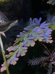 Image result for Selaginella mittenii