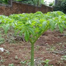 Image result for Bulbophyllum encephalodes