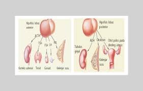 Acth (hormon adrenokortikotropik) yang menargetkan adrenals, yang menghasilkan hormon hipofisis posterior. Kelenjar Hormon Kelenjar Endokrin Pada Manusia Asep Respati