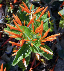 Image result for Justicia rodgersii