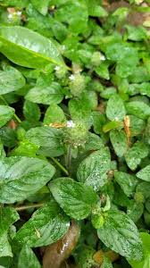 Image result for Nelsonia canescens