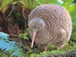 20 Of The World S Weirdest Endangered Animal Species Webecoist Kiwi Bird Unusual Animals Endangered Animals