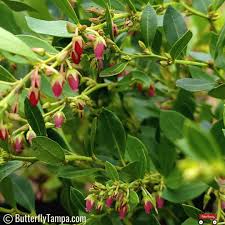 Image result for Rawsonia lucida